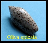 Oliva (Strephona) spicata, Roeding 1798